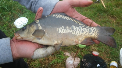 Mirror carp