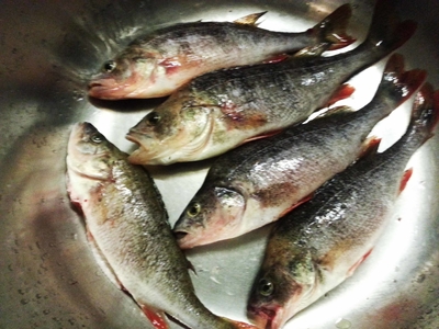 Eurasian perch