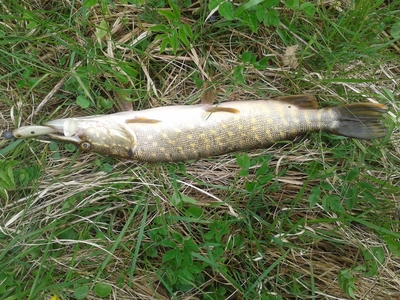 Northern Pike