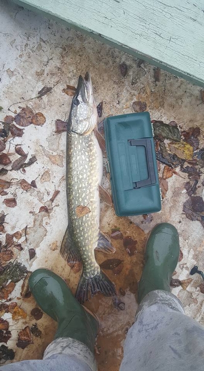Northern Pike