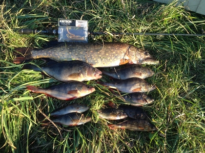 Eurasian perch