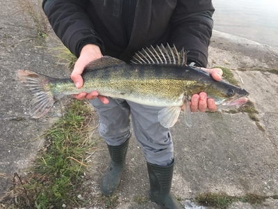 Pike perch