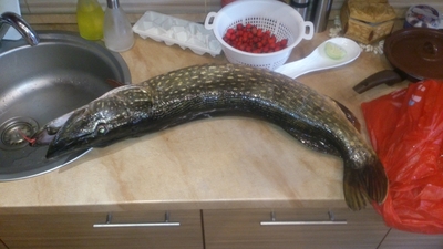 Northern Pike