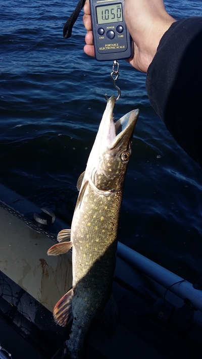 Northern Pike