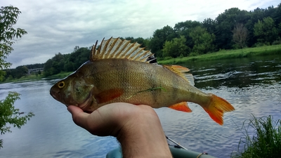 Eurasian perch