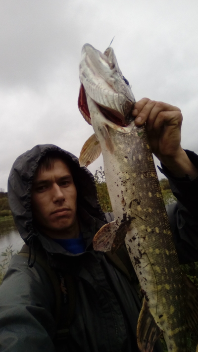 Northern Pike