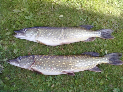 Northern Pike