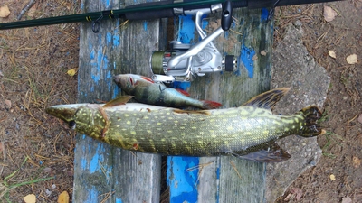 Northern Pike