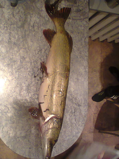 Northern Pike
