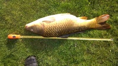 Carp