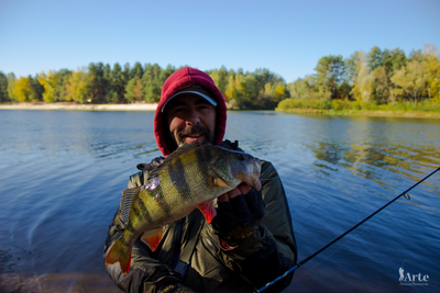 Eurasian perch