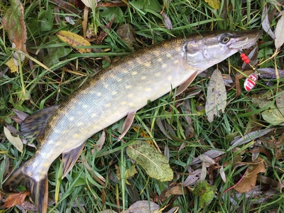 Northern Pike