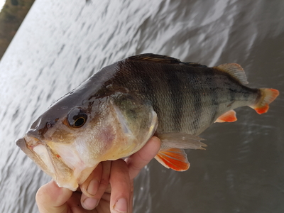 Eurasian perch