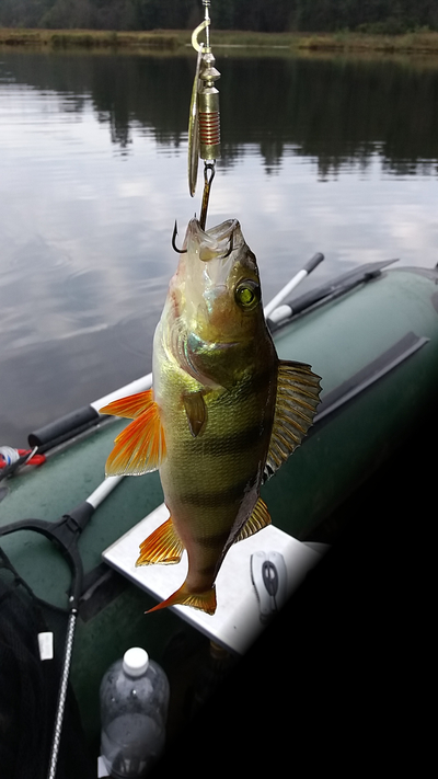Eurasian perch
