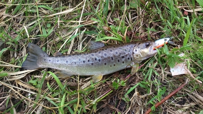 Brown Trout