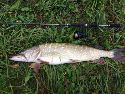 Northern Pike