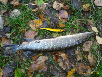 Northern Pike