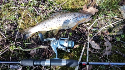 Brown Trout