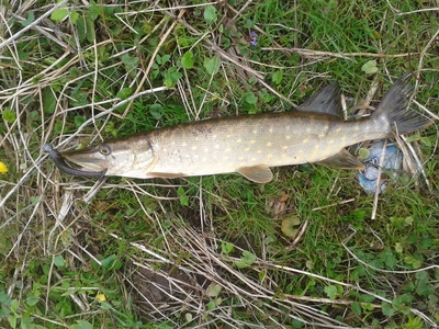 Northern Pike