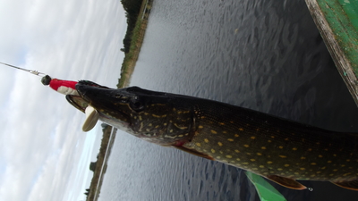Northern Pike