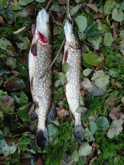 Northern Pike