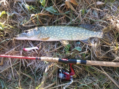 Northern Pike