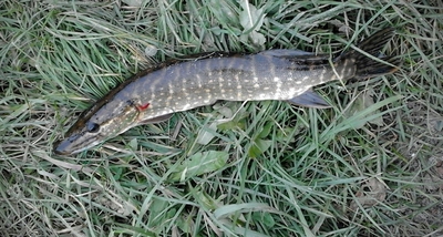 Northern Pike