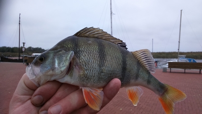 Eurasian perch