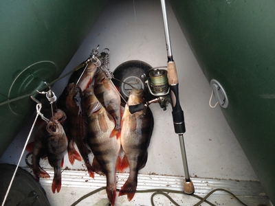 Eurasian perch