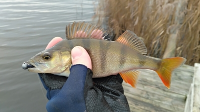 Eurasian perch