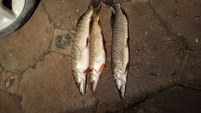 Northern Pike
