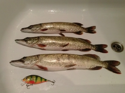 Northern Pike