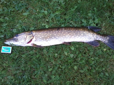 Northern Pike