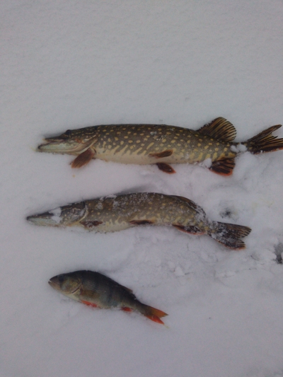 Northern Pike