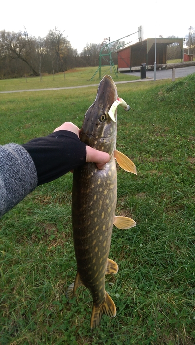 Northern Pike