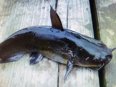 Wels catfish