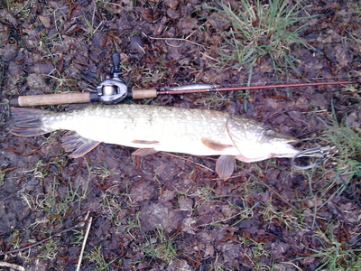Northern Pike