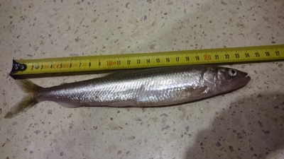European smelt