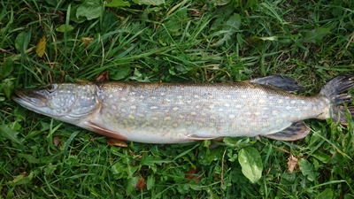 Northern Pike