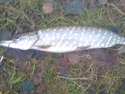 Northern Pike