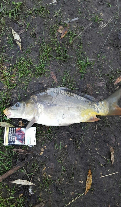 Mirror carp