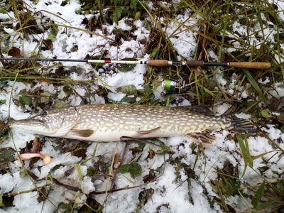 Northern Pike