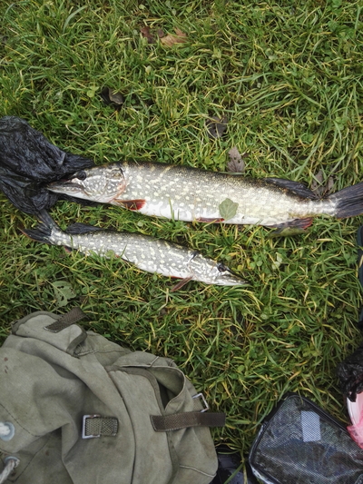 Northern Pike