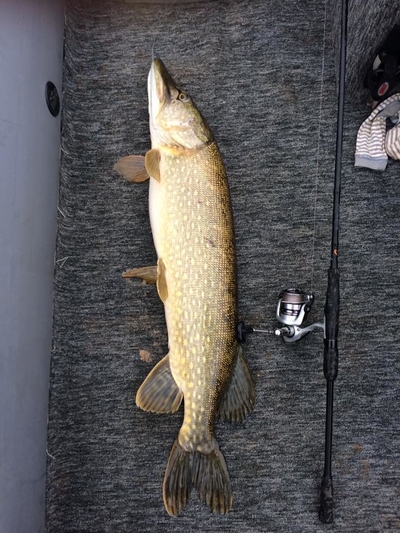 Northern Pike