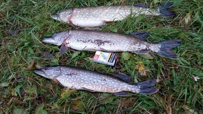 Northern Pike