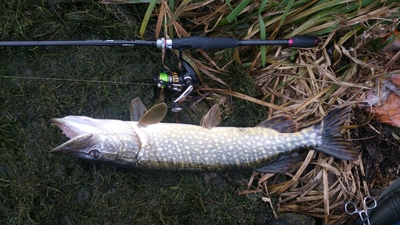 Northern Pike