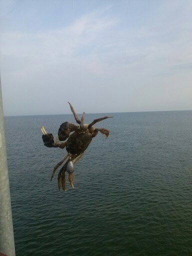 Siberian spiny loach