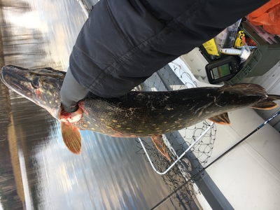 Northern Pike
