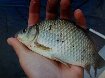 Prussian carp