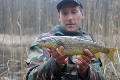 Brown Trout
